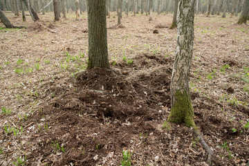 forest damage caused by wild boar