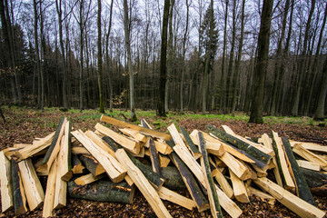 Stumps and logs show that overexploitation leads to deforestation endangering environment and sustainability.