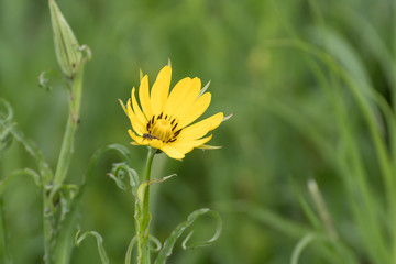 Yellow flower in the field.Yellow flower on green background of grass.