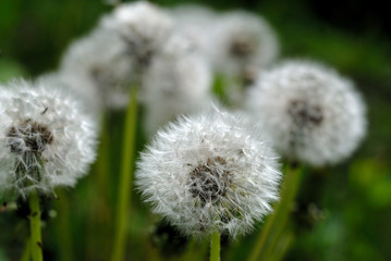 Group of field dandelions spring view. Shallow depth of field