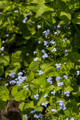 Fototapeta premium beautiful bush phlox