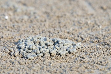 A pile small grain of sand that made by a hermit crab on a sea beach for background backdrop 