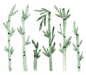Watercolor hand drawn bamboo trees. Isolated on white background. Painted watercolor illustration.