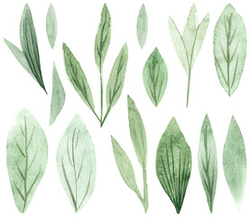 Hand drawn watercolor delicate leaves. Design for wedding invitation, fabric, packaging, textile, cover, postcard