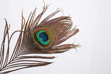Peacock feather isolated