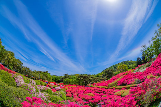 213 Best 小室山 Images Stock Photos Vectors Adobe Stock