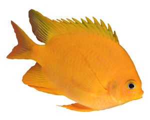 Yellow Chromis Damselfish fish isolated on white background  