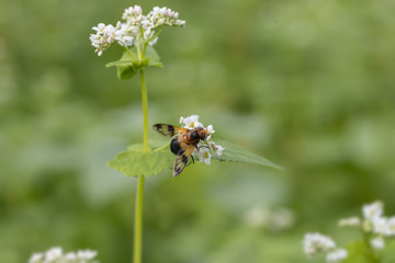 ソバの花に止まるシロスジベッコウハナアブ