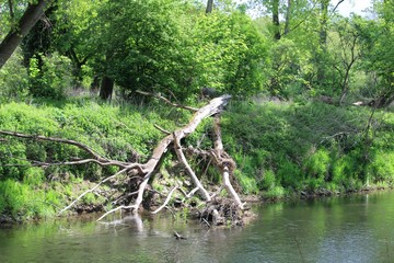 Obraz premium dead tree at the riverside in summer