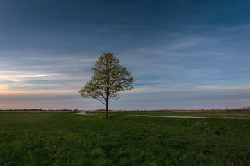 Lonely tree on a green meadow and evening clouds
