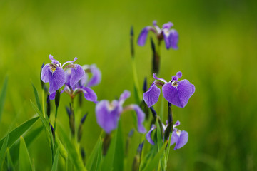 Green irises on a background of green grass with a sunny summer day