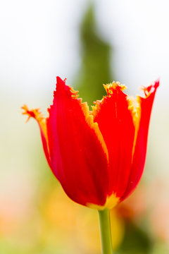 flower red terry tulip