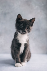 Fototapeta na wymiar Little grey cat with white feet on grey background