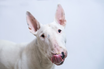 Hungry Bull terrier dog showing tongue on blue empty background