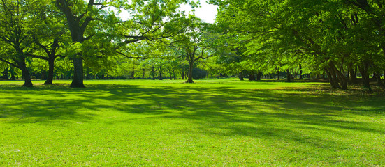 Garden lawn