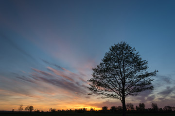 Tree against the sky and colorful clouds after sunset