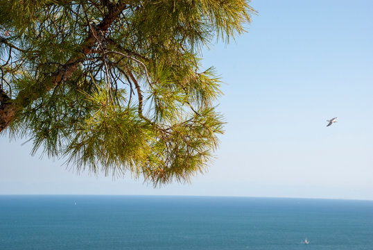 Pinienbaum vor Meer und Horizont