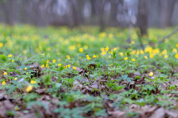 yellow forest flowers taken on a cloudy spring day
