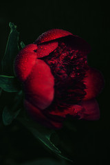 Peony flower closeup shot in dark colors. Macro photo with droplets on the petals. Selective focus.