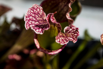 Sarracenia