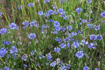 From a trip out of town. Charming cornflower immediately attracts attention! They grow thickly...