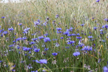 From a trip out of town. Charming cornflower immediately attracts attention! They grow thickly along sown fields, especially where oats are sown.