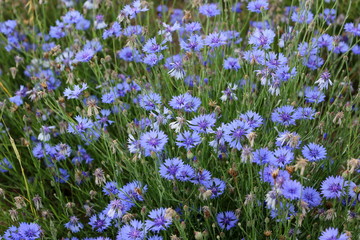 From a trip out of town. Charming cornflower immediately attracts attention! They grow thickly along sown fields, especially where oats are sown.