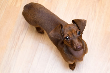 Dachshund puppy close up. Pet. Cute dog isolate