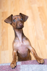 Dachshund puppy close up. Pet. Cute dog isolate