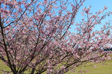 風景　桜　春　満開　きれい　杤木