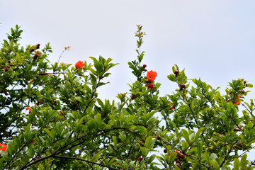pomegranate against sky  
