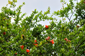 pomegranate tree  