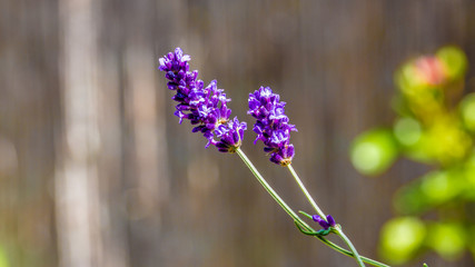 Frühlings Lavendel