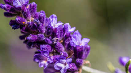 Lavendel im Frühling