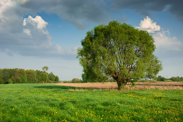Fototapeta na wymiar Large willow tree growing on a green meadow with yellow flowers