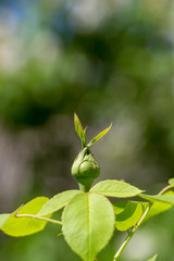 green rose bud on a branch