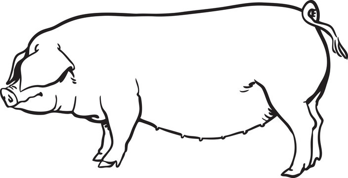 Fat female hog.