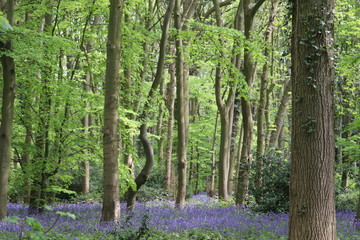 blue bell woods carpet of lovely purple flowers 