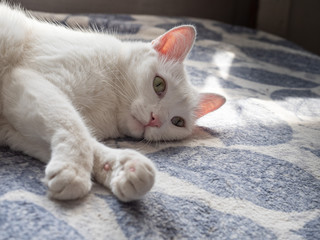 White cat sits in the rays of sunlight on the couch.