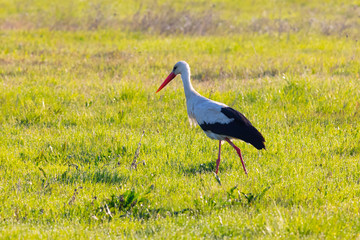 white stork, morning walk in fresh grass