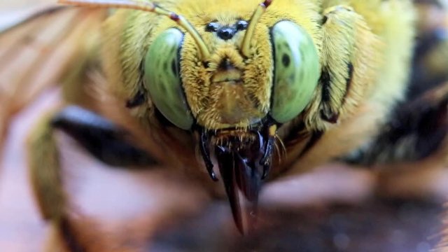 Head of tropical carpenter bee (Xylocopa latipes), macro view, Laos