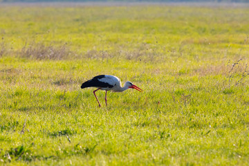 Obraz na płótnie Canvas white stork, morning walk in fresh grass