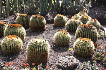 KAKTUS_Schwiegermutter