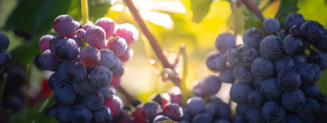 Fresh red grapes during autumn crop