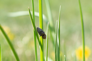 Insect on grass