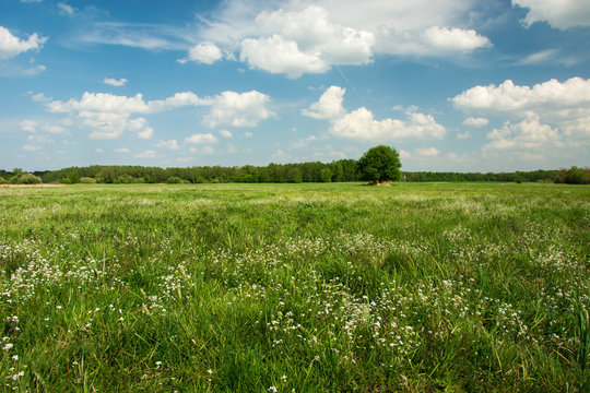 White flowers on green meadow, forest on horizon and white clouds on blue sky