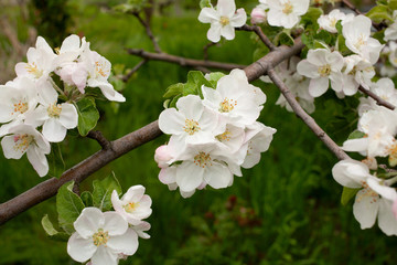  apple tree blossom