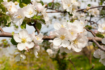  apple tree blossom