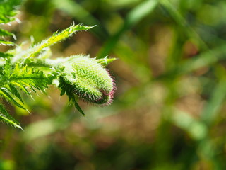 Mohnblume mit geschlossener Bl&uuml;te. Knospe eines Klatschmohn