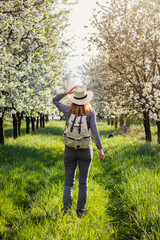 Woman walking in blooming cherry orchard